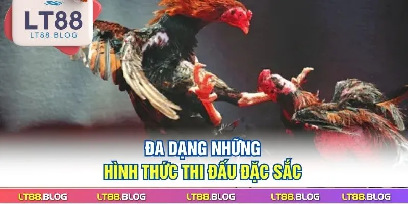 da-dang-nhung-hinh-thuc-thi-dau-dac-sac