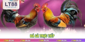 da-ga-truc-tiep