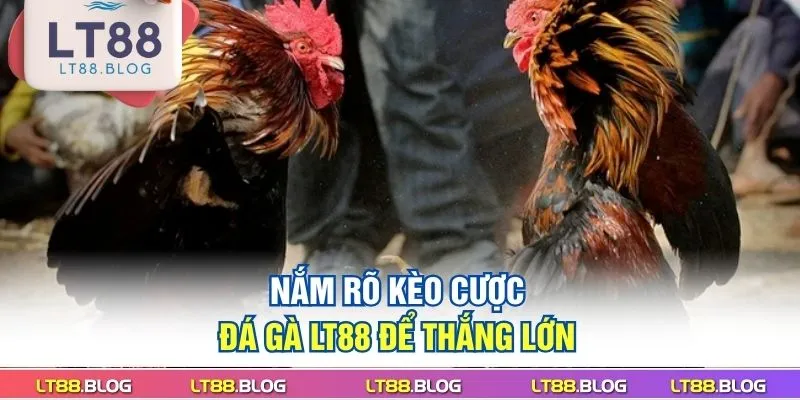 nam-ro-keo-cuoc-da-ga-lt88-de-thang-lon