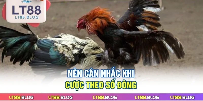 nen-can-nhac-khi-cuoc-theo-so-dong