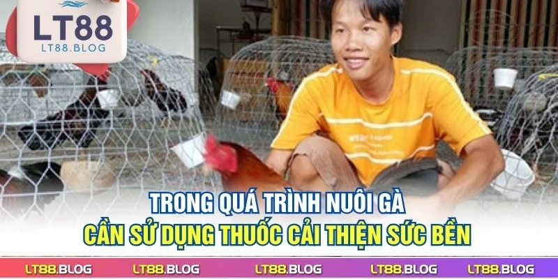 trong-qua-trinh-nuoi-ga-can-su-dung-thuoc-cai-thien-suc-ben